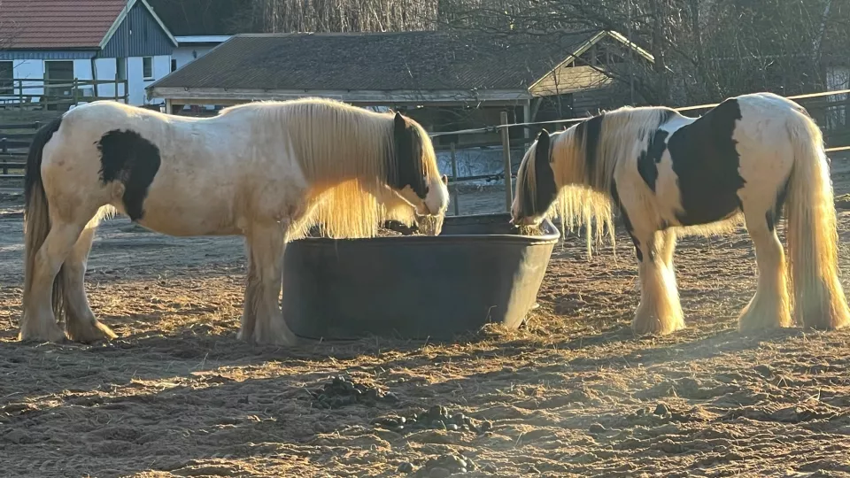 Två hästar dricker vatten utomhus
