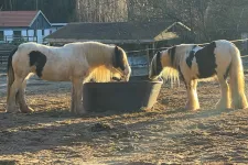 Två hästar dricker vatten utomhus