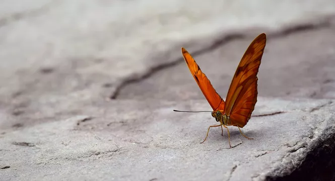 Fjäril som landar på en sten